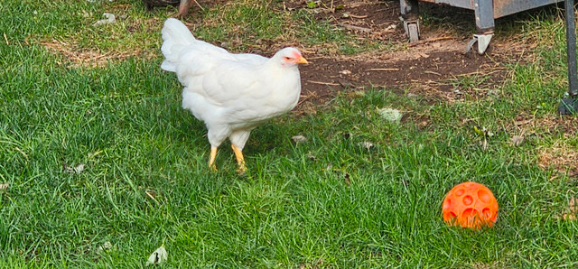 Heritage Breed Roosters available. in Livestock in Hamilton - Image 3