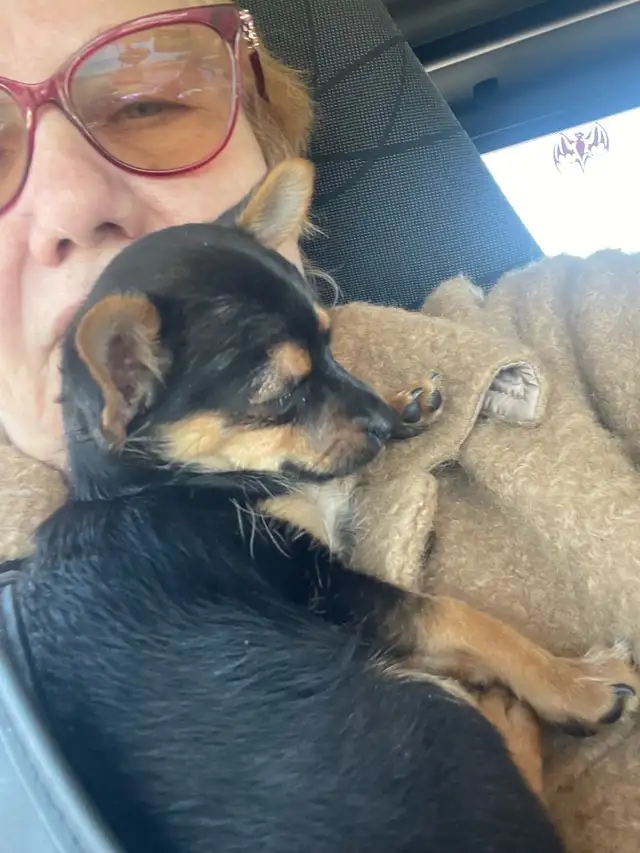 Petite femelle yorchi in Dogs & Puppies for Rehoming in Gatineau - Image 3