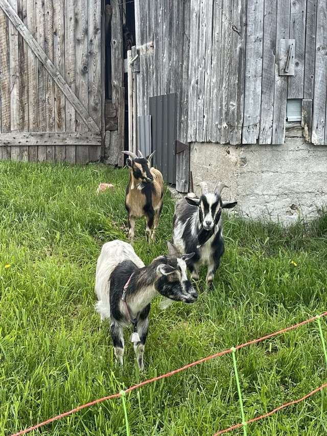 Chèvre miniature Nigérienne dans Chevaux et poneys à adopter  à Ville de Québec - Image 2