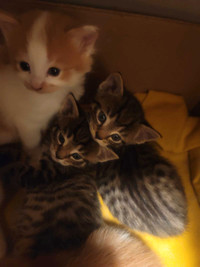 Kittens (read discription)