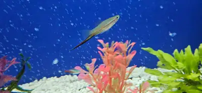 Sword Tail Fish, View more