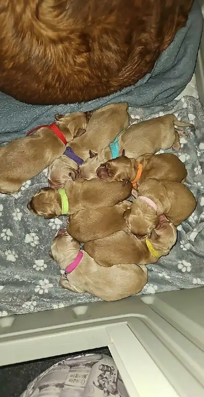 Field line Golden Retrievers, View more