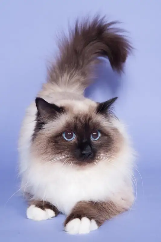 RARE - Amazing Reg&#x27;d Lynx Point  BIRMAN  Kittens