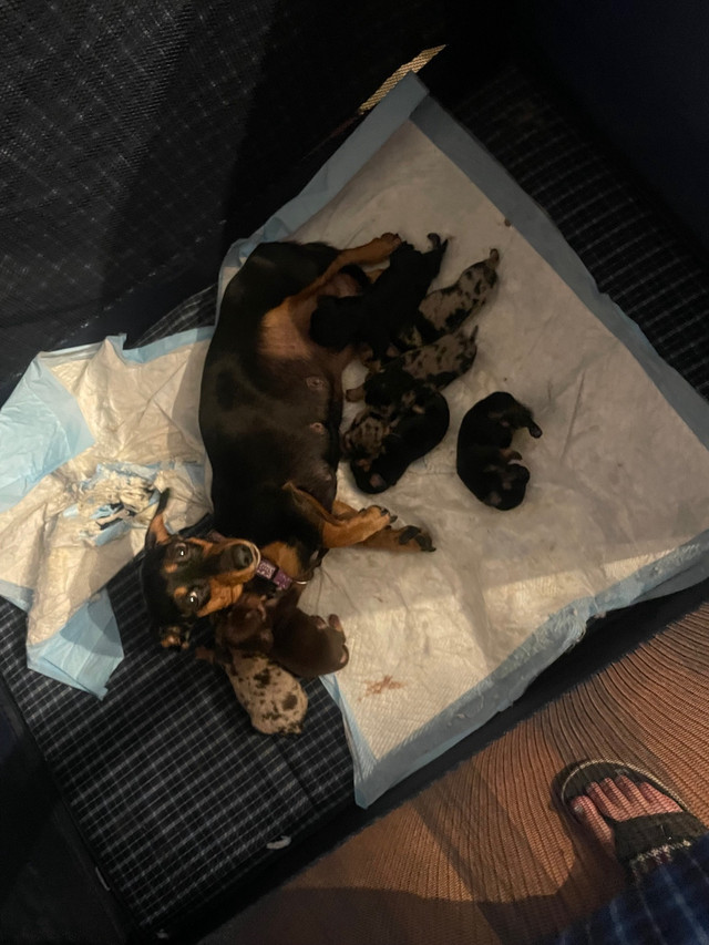 Chiweenie  in Dogs & Puppies for Rehoming in Saskatoon