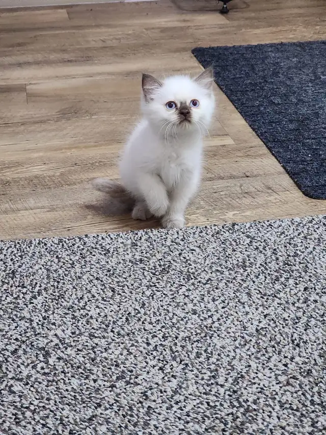 ragdoll cat 