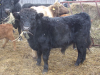 Dexter calves for sale