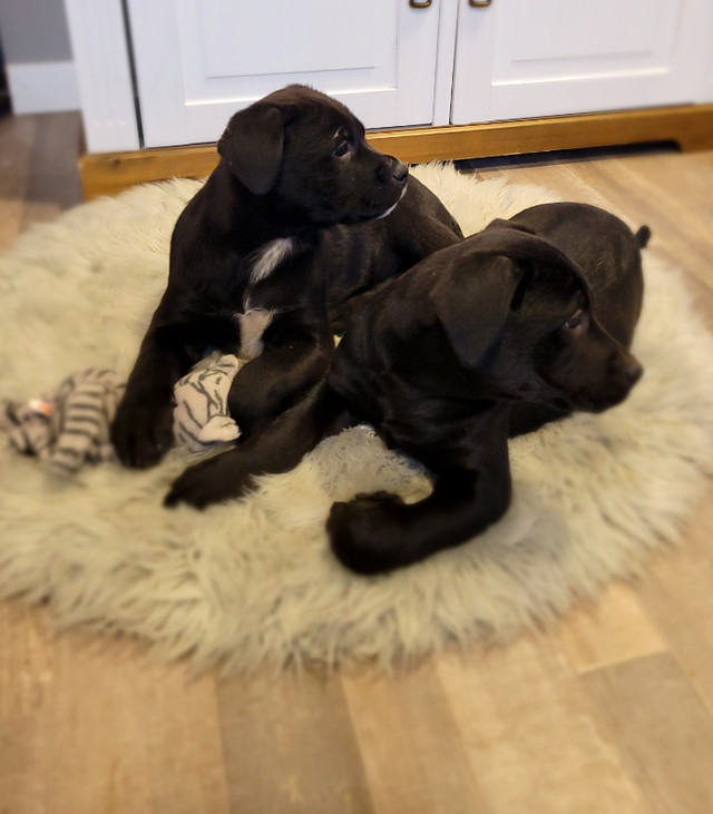 ***1 girl 1 boy left**** Lab x puppies Dogs & Puppies for Rehoming