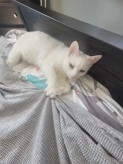 Cat for rehomeing, View more