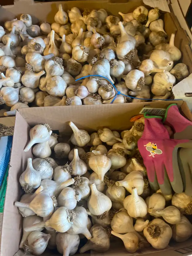 ORGANIC GARLIC - Red Russian, Yvan, Music, Hungarian