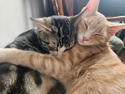 Two Sweet Boy Cats For Rehoming, View more