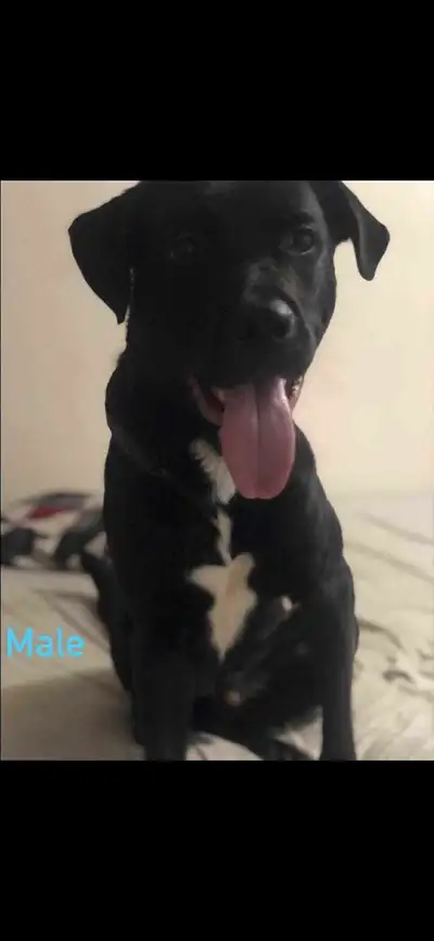 mix-dogs and rotty puppies, View more