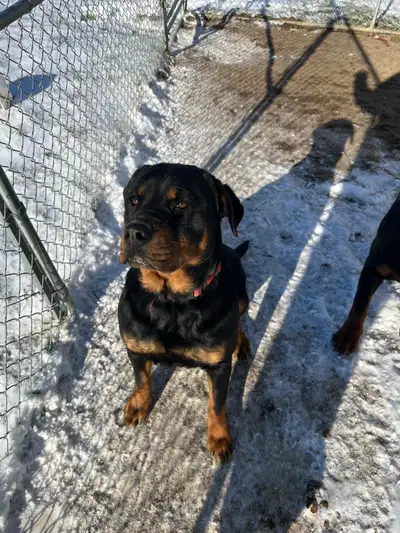 Rottweilers, View more