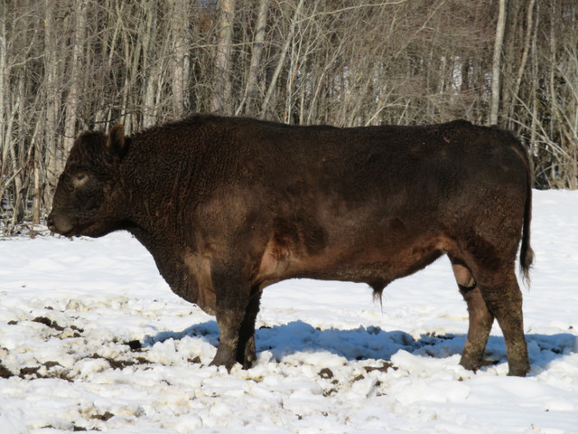 Crossbred bulls for sale in Livestock in Vernon - Image 4