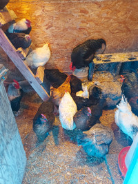 Rosters with layers hens for sale 