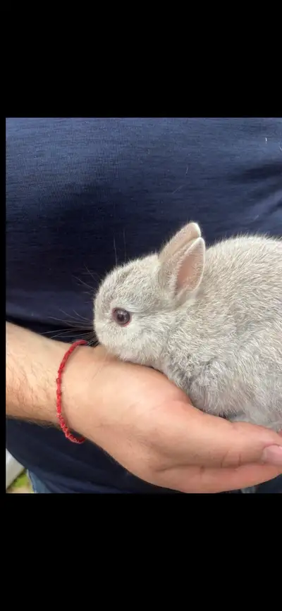  Adorable baby bunny, View more