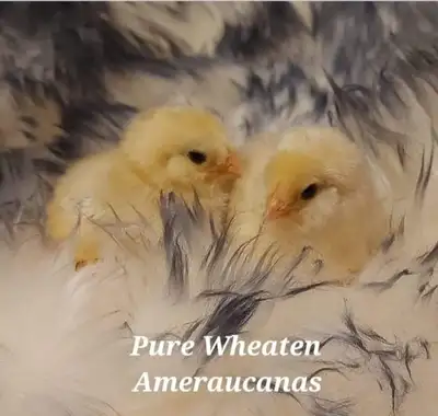 ~Wheaten/Blue W. & Splash W. Ameraucanas, "chocolates" & OE's~, View more