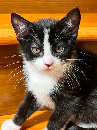 Two Beautiful kittens are looking for forever homes., View more