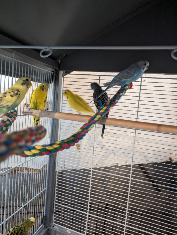 5 budgies for free in Birds for Rehoming in Sault Ste. Marie - Image 3