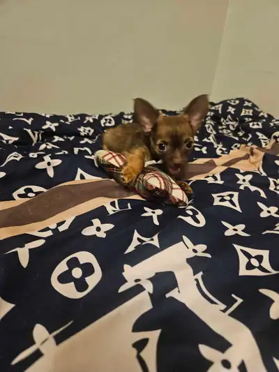 These adorable 4 Female Chihuahua puppies are looking for their forever ,,,puppies are 9 weeks old a...