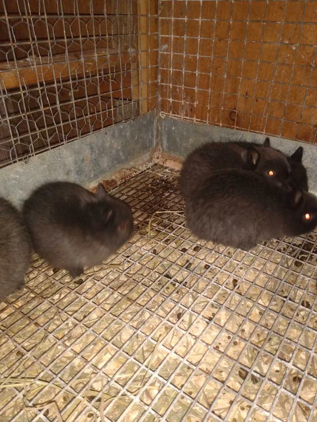 NETHERLAND  DWARF BUNNIES in Small Animals for Rehoming in Windsor Region