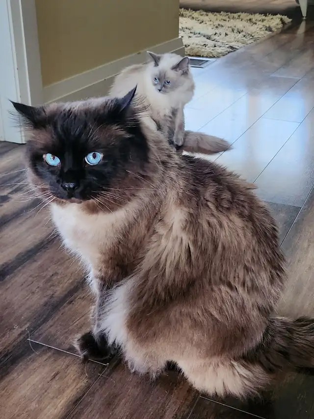 Top‑Quality Ragdoll Male Stud❤️