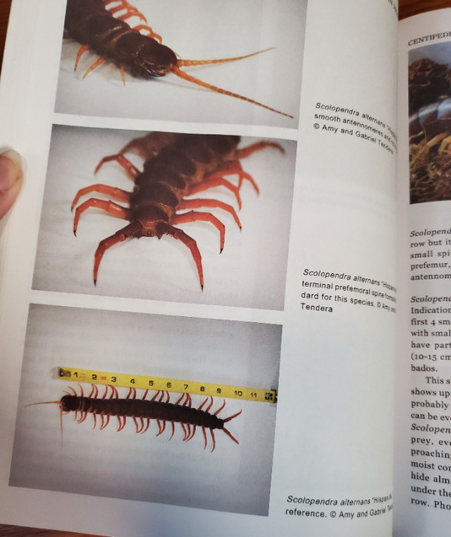 Centipedes In Captivity, hardcover book, Orin McMonigle in Non-fiction in Oshawa / Durham Region - Image 2