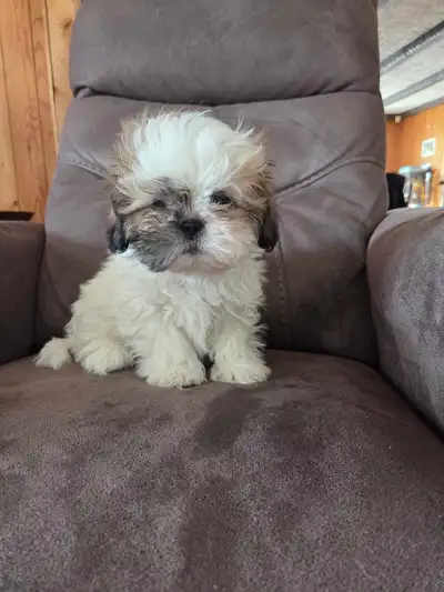 chiots sthitsu, View more