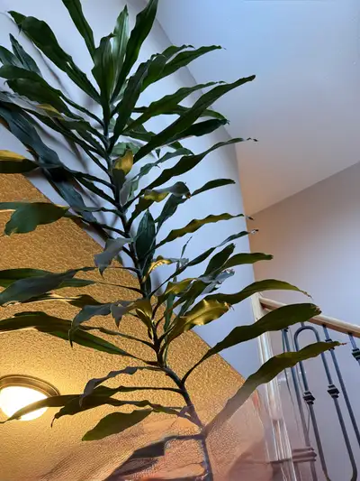 Large Plant, View more