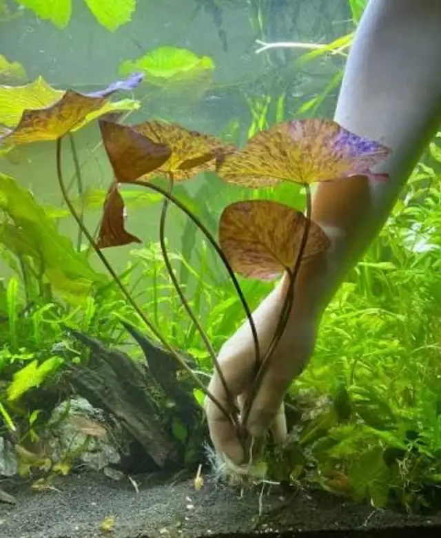 Red Tiger Lotus in Fish for Rehoming in Winnipeg - Image 5