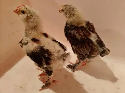 2 Salmon Faverolles Chicks , View more