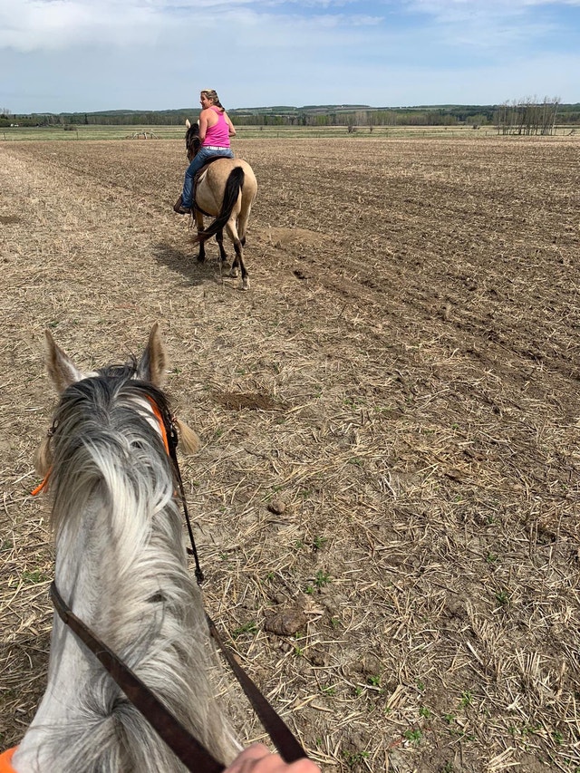 Beautiful older horse Horses & Ponies for Rehoming Edmonton Kijiji