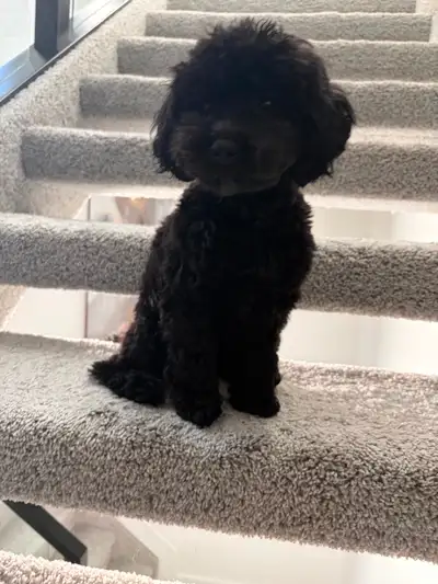 8 month old havapoo puppy, female, non-spayed. Loves attention and would do best in a home with some...