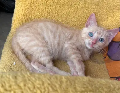 Chats Angora , kitten de différentes couleurs, View more