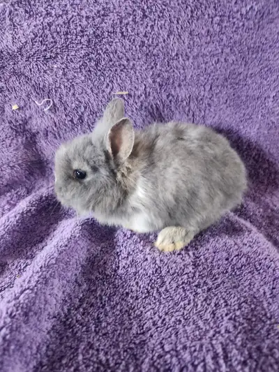 They are fully weaned and are very on the go! They are 6 weeks old! Come and pick your own! All 3 ar...