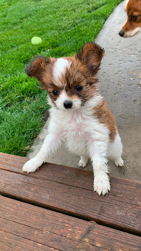 Papillon Puppy for Sale in Dogs & Puppies for Rehoming in Penticton - Image 2