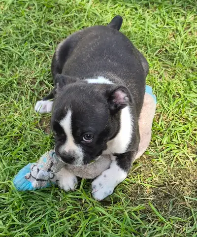 Boston bulldoggies, View more