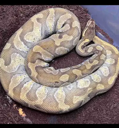Selling My Ball Python Collection , View more