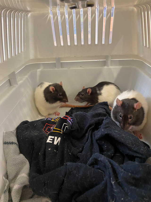 Cute female rats still need a home in Small Animals for Rehoming in North Bay - Image 4