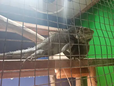 Ozzy is Male Iguana 4yrs old, best offer to good home only., View more