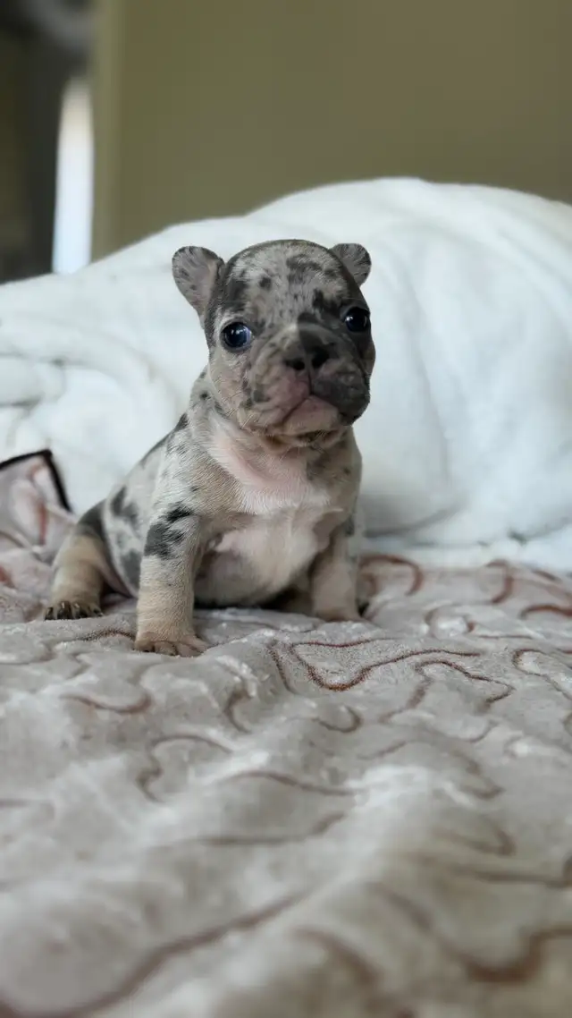 EXOTIC FRENCH BULLDOGS PUPPIES FOR SALE in Dogs & Puppies for Rehoming in Mississauga / Peel Region - Image 4