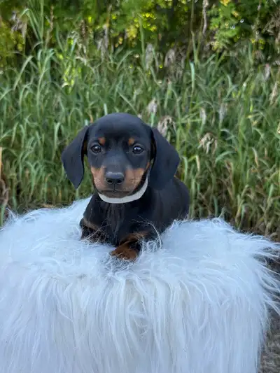 dachshund, View more