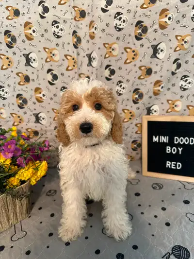 We have 2 different litters available now. All our puppies are quality puppies! Litter #1 born April...