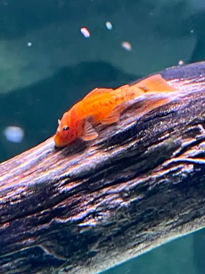 Super Red Plecos, View more
