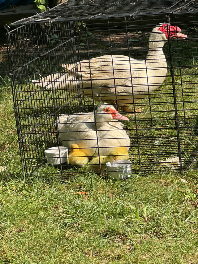 7 muscovy duck  ,family  in Livestock in Markham / York Region