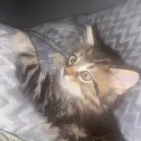 Female Tabby Kitten