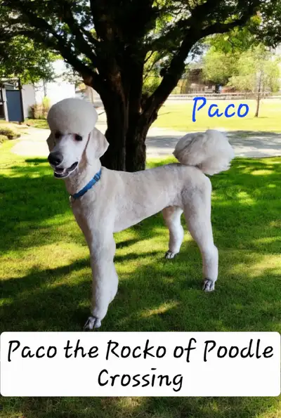 STANDARD POODLE PUPPIES CKC REGISTERED!!, View more