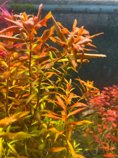 Mermaid Weed - Proserpinaca palustris 5 stems for $10 10 stems for $15 Easy growing stem plant, unco...