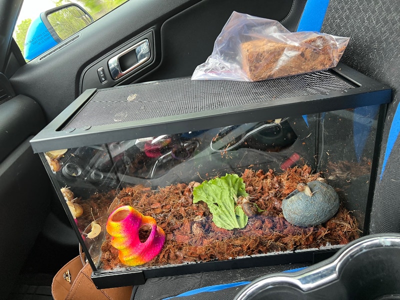 Land snails Other Pets for Rehoming Winnipeg Kijiji