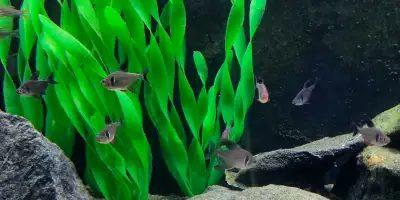 Black Phantom Tetra Group., View more
