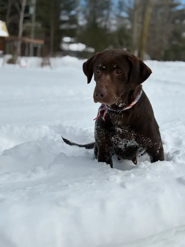 chiot labrador pure race in Dogs & Puppies for Rehoming in Laval / North Shore - Image 8